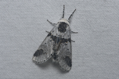 Furcula scolopendrina