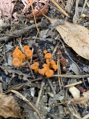 Cantharellus minor
