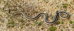 Thamnophis saurita saurita