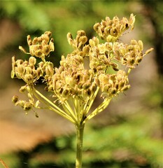 Ligusticum porteri