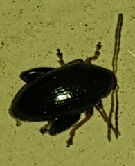 Psylliodes dulcamarae