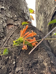 Pyrostegia