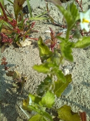 Solanum physalifolium