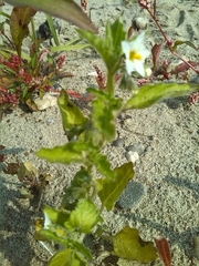 Solanum physalifolium