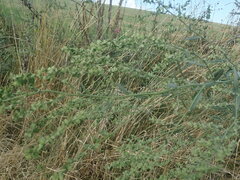 Atriplex oblongifolia