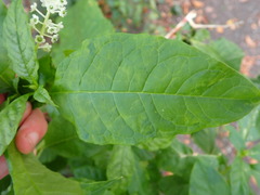 Pokeweed mosaic virus