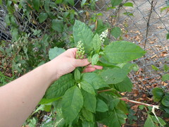 Pokeweed mosaic virus