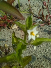 Solanum physalifolium