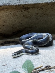 Pantherophis alleghaniensis