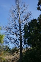Abies alba