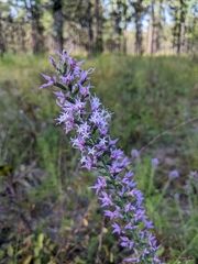 Liatris elegans