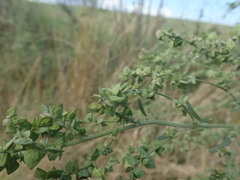Atriplex oblongifolia
