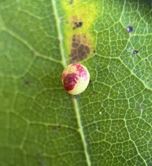 Zopheroteras sphaerula