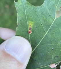 Zopheroteras sphaerula