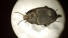 Embaphion muricatum