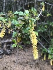 Ribes punctatum