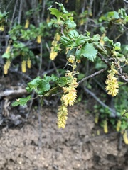 Ribes punctatum
