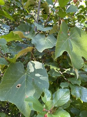 Vitis labrusca