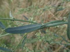 Atriplex oblongifolia