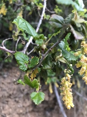 Ribes punctatum