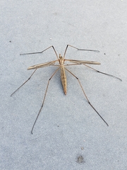 Tipulomorpha