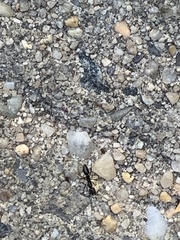 Brachyponera chinensis