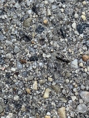 Brachyponera chinensis