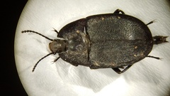 Embaphion muricatum