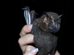 Artibeus lituratus