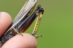 Stethophyma lineatum