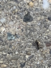 Brachyponera chinensis