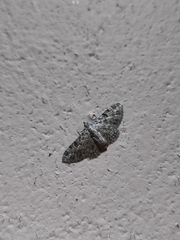 Eupithecia dodoneata