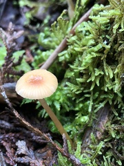 Gliophorus