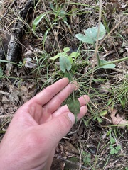 Symphyotrichum undulatum