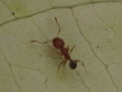 Pheidole navigans