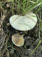 Clitopilus