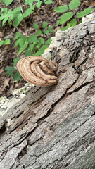 Ganoderma megaloma