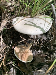 Clitopilus