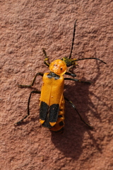 Chauliognathus fasciatus