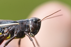 Stethophyma lineatum