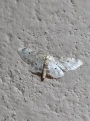 Idaea filicata