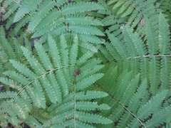 Osmunda claytoniana