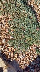 Astragalus kentrophyta