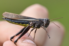 Stethophyma lineatum