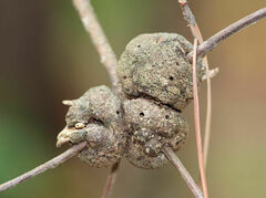 Callirhytis quercuscornigera