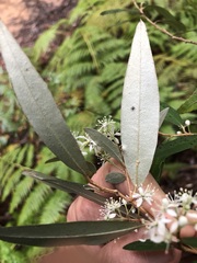 Nematolepis squamea squamea