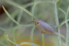 Ectobius pallidus