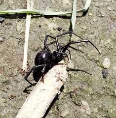 Latrodectus mactans