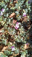 Astragalus kentrophyta
