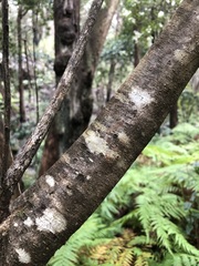 Nematolepis squamea squamea